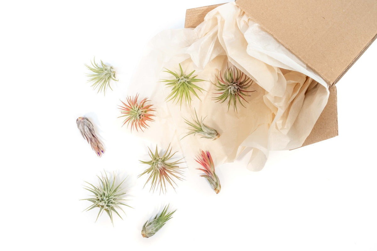 Tillandsia Ionantha assorted air plants